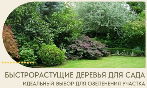 Быстрорастущие деревья для сада идеальный выбор в Ижевске