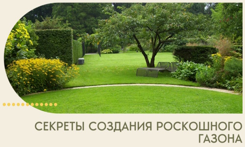 Секреты создания роскошного газона в Ижевске